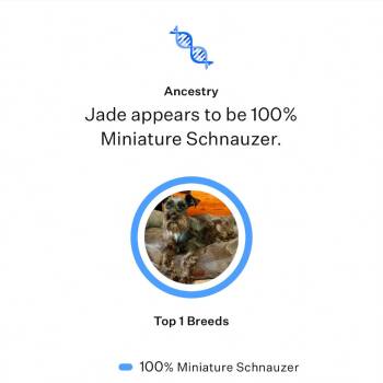 Jade -  Miniature Schnauzer Dog for Adoption in Kansas City, Missouri - Jade | PetCurious