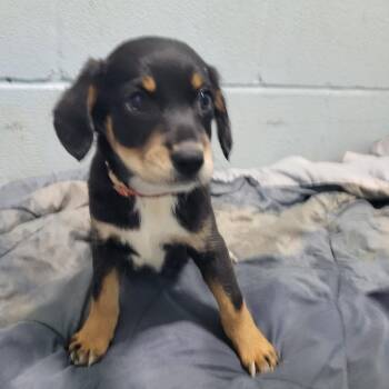 LYNETTE 2083 -  Mixed Breed Dog for Adoption in Loxahatchee Groves, Florida - LYNETTE 2083 | PetCurious