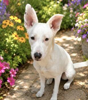 Willow -  Shepherd and Labrador Retriever Dog for Adoption in San Antonio, Texas - Willow | PetCurious