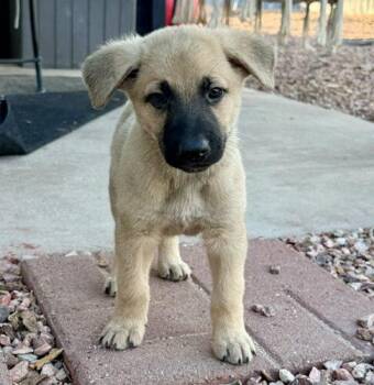 RIF (Runt) -  Shepherd and Mixed Breed Dog for Adoption in Henderson, Nevada - RIF (Runt) | PetCurious