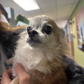 Chihuahua Dogs Available for Adoption in Las Vegas, Nevada - Scarr | PetCurious