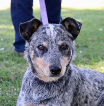 Harvey -  Australian Cattle Dog Blue Heeler Dog for Adoption in Paso Robles, California - Harvey | PetCurious