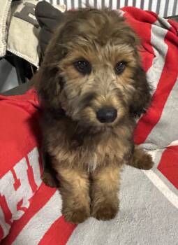 Paulie the Whoodle -  Wheaten Terrier and Poodle Dog for Adoption in Antwerp, Ohio - Paulie The Whoodle | PetCurious