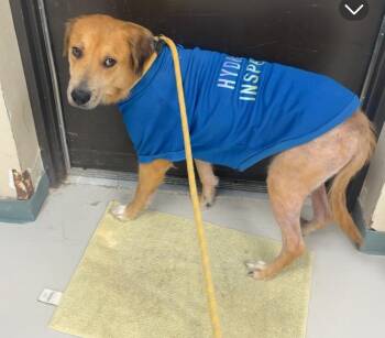 Hound Dogs Available for Adoption - Cookie | PetCurious