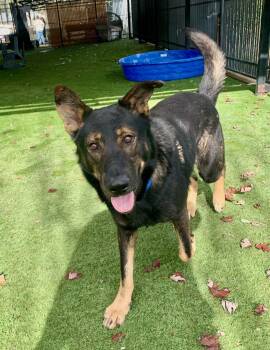 Rescue German Shepherd Dog Dogs for Adoption in Grass Valley, California - Bram | PetCurious