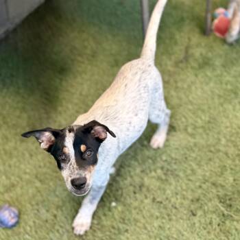 Hash -  Australian Cattle Dog Blue Heeler and Australian Shepherd Dog for Adoption in Amarillo, Texas - Hash | PetCurious