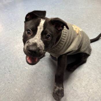 Mixed Breed Dogs Available for Adoption in Gainesville, Florida - Jasper | PetCurious