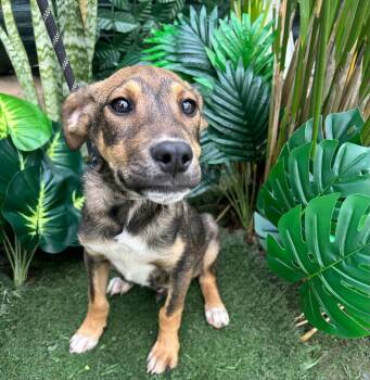 Mixed Breed Dogs Available for Adoption - Harry | PetCurious