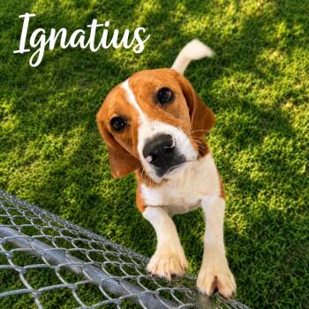 Beagle Dogs Available for Adoption in Boca Raton, Florida - Ignatius 3805 | PetCurious