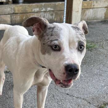 Misha -  Pit Bull Terrier Dog for Adoption in Jacksonville, Arkansas - Misha | PetCurious