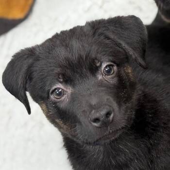 Mountain Cur and German Shepherd Dog Dogs Available for Adoption - Aaliyah - Teal | PetCurious
