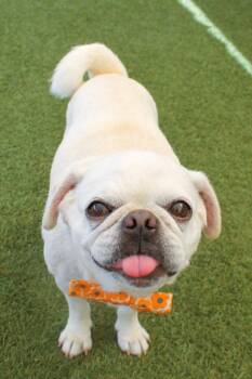 Nacho Cheese -  Pug Dog for Adoption in Gardena, California - Nacho Cheese | PetCurious