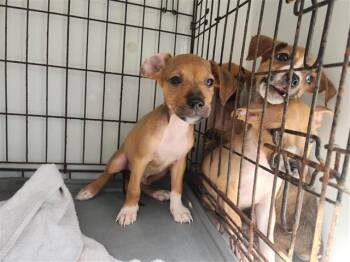Rescue Staffordshire Bull Terrier and Mixed Breed Dogs for Adoption in Houston, Texas - A643744 | PetCurious