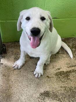 Caz -  Australian Shepherd and Labrador Retriever Dog for Adoption in Fort Payne, Alabama - Caz | PetCurious