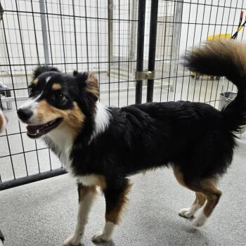 Luna -  Australian Shepherd Dog Available for Adoption in Kingman, Kansas - Luna | PetCurious