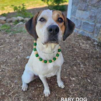 Mixed Breed Dogs Available for Adoption in Madisonville, Tennessee - Baby Dog | PetCurious