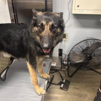Maylah -  German Shepherd Dog Dog for Adoption in Summerville, South Carolina - Maylah | PetCurious