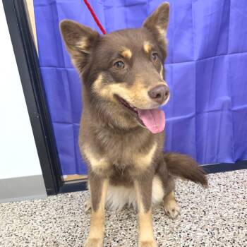 Dog 08/29/2026 -  Husky and Mixed Breed Dog for Adoption in Bullhead City, Arizona - Dog 08/29/2026 | PetCurious