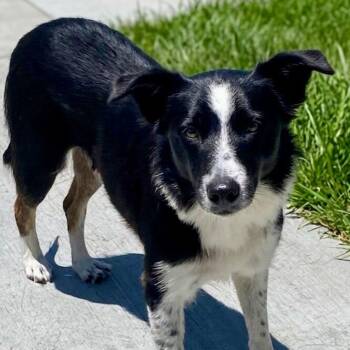 Free Spirit -  Border Collie Dog for Adoption in Newport Beach, California - Free Spirit | PetCurious