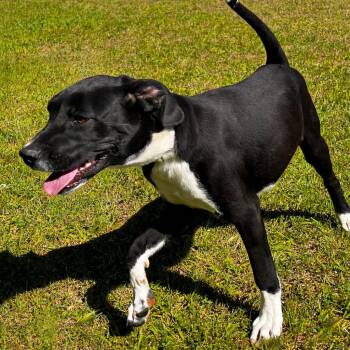 Great Dane and Black Labrador Retriever Dogs Available for Adoption in Oakdale, Louisiana - Dane | PetCurious
