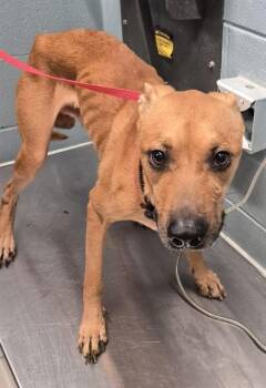 HOUDINI -  Black Mouth Cur and Mixed Breed Dog for Adoption in Corpus Christi, Texas - HOUDINI | PetCurious