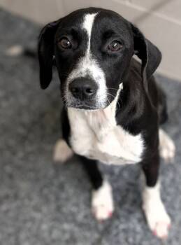 Rescue Mixed Breed Dogs for Adoption in Buchanan Dam, Texas - Pinky | PetCurious