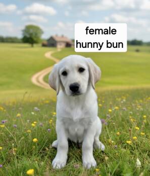 Hunny Bun -  Great Dane Dog for Adoption in Manchester, Connecticut - Hunny Bun | PetCurious