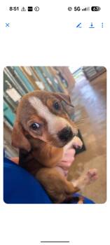 BUDDY -  Beagle Dog for Adoption in Pemberton Township, New Jersey - BUDDY | PetCurious