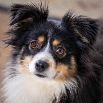 Australian Shepherd Dogs Available for Adoption - Little Dixie | PetCurious