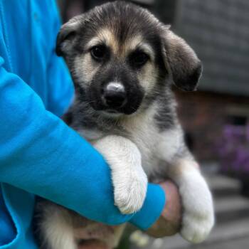 Husky and Shepherd Dogs Available for Adoption in Eastford, Connecticut - NY Pina Colada Avail May 9 (Carmel NY Fire Dept) | PetCurious