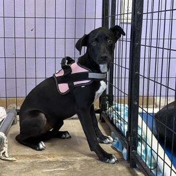 Lucy -  Terrier and Australian Shepherd Dog Available for Adoption in Webster, Texas - Lucy | PetCurious