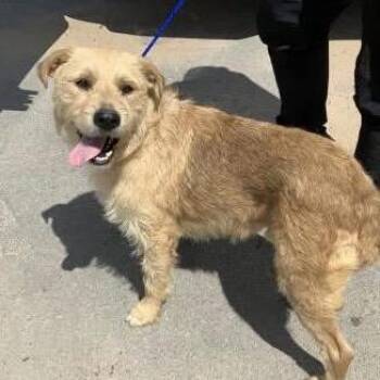Rollo -  Terrier Dog for Adoption in Riverwoods, Illinois - Rollo | PetCurious