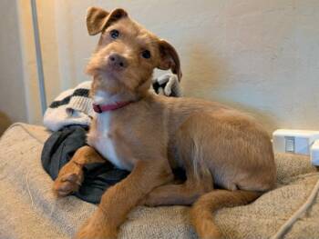 Marley -  Mixed Breed Dog for Adoption in Mesa, Arizona - Marley | PetCurious