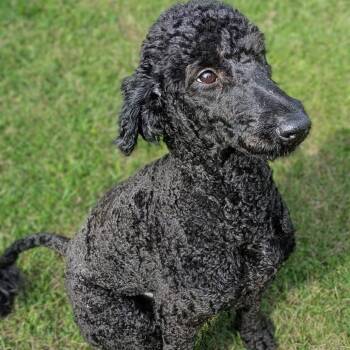 Standard Poodle Dogs Available for Adoption - Nari Naruto | PetCurious