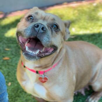 Honey A2287484 -  Pit Bull Terrier and French Bulldog Dog for Adoption in Los Angeles, California - Honey A2287484 | PetCurious