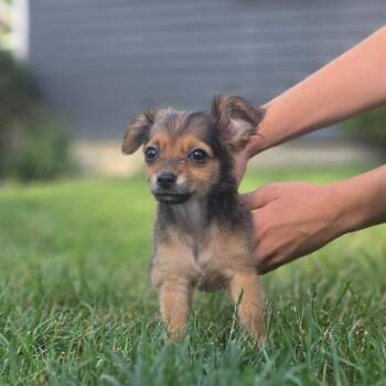 Allie -  Chihuahua and Mixed Breed Dog for Adoption in Alma, Wisconsin - Allie | PetCurious