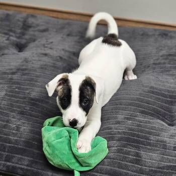 Rescue Boxer and Great Pyrenees Dogs for Adoption in Muskego, Wisconsin - Pixie The Boxer/ Pyrenees Pup | PetCurious