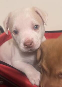 Labrador Retriever and Australian Shepherd Dogs Available for Adoption in Pottstown, Pennsylvania - Snoopy | PetCurious
