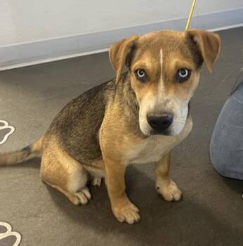 Isabela -  Mixed Breed Dog for Adoption in Fresno, California - Isabela | PetCurious