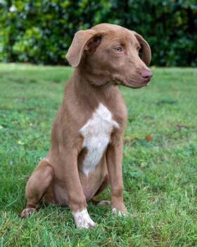 Labrador Retriever and Australian Shepherd Dogs Available for Adoption in Franklin, Tennessee - PUPPY MILES | PetCurious
