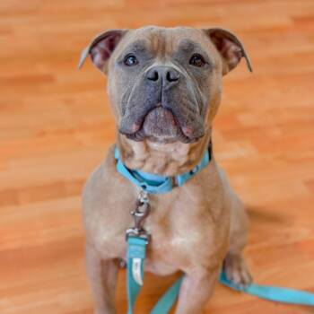Benji -  English Bulldog and Mixed Breed Dog for Adoption in Springboro, Ohio - Benji | PetCurious