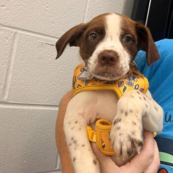 DDB Pup 3 - yellow -  Feist and Mixed Breed Dog for Adoption in Fairfax Station, Virginia - DDB Pup 3 - Yellow | PetCurious