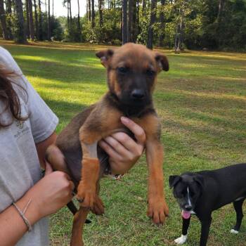 Rescue German Shepherd Dog and Mixed Breed Dogs for Adoption in Quincy, Florida - Abu | PetCurious