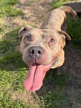 Ludwig -  Pit Bull Terrier Dog for Adoption in Chicago, Illinois - Ludwig | PetCurious