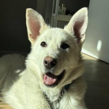 Husky Dogs Available for Adoption - Lola | PetCurious