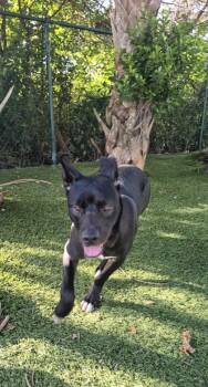 Duncan -  Labrador Retriever and American Bulldog Dog for Adoption in North Miami Beach, Florida - Duncan | PetCurious