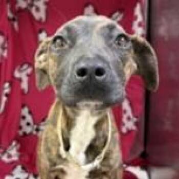 Hound and Mixed Breed Dogs Available for Adoption in Tampa, Florida - Erin | PetCurious