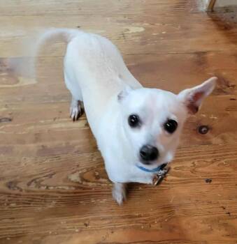 Rescue Chihuahua Dogs for Adoption in Van Alstyne, Texas - Bolt | PetCurious