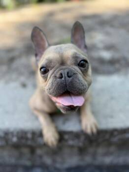 Mocha -  French Bulldog Dog for Adoption in Medford Lakes, New Jersey - Mocha | PetCurious