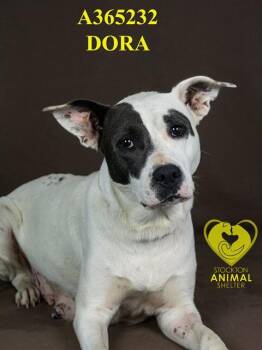 Rescue Pit Bull Terrier Dogs for Adoption in Stockton, California - DORA | PetCurious